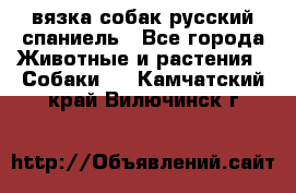 вязка собак русский спаниель - Все города Животные и растения » Собаки   . Камчатский край,Вилючинск г.